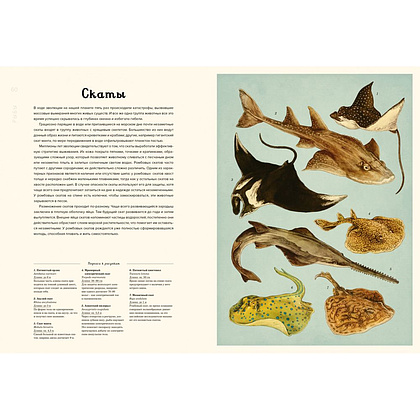 Книга "Океанариум. Иллюстрированная энциклопедия", Триник Л. - 6