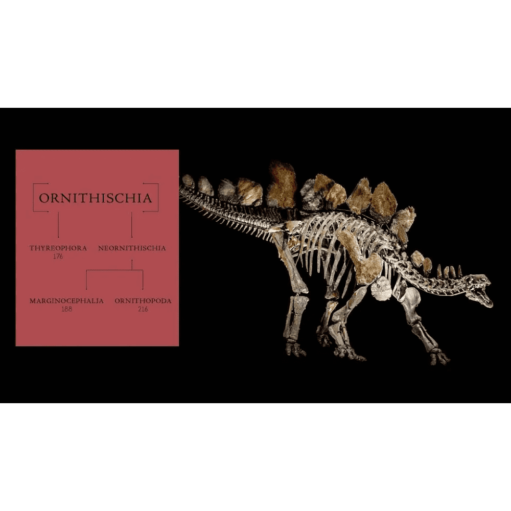 Книга на английском языке "The World of Dinosaurs", Dr Mark A. Norell - 6