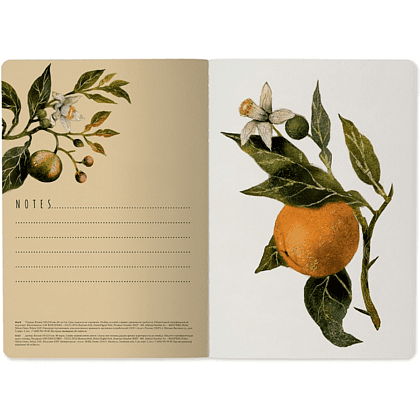 Тетрадь "Flora. Paradise. Oranges", A5, 40 листов, клетка, софт, зеленый, оранжевый - 5