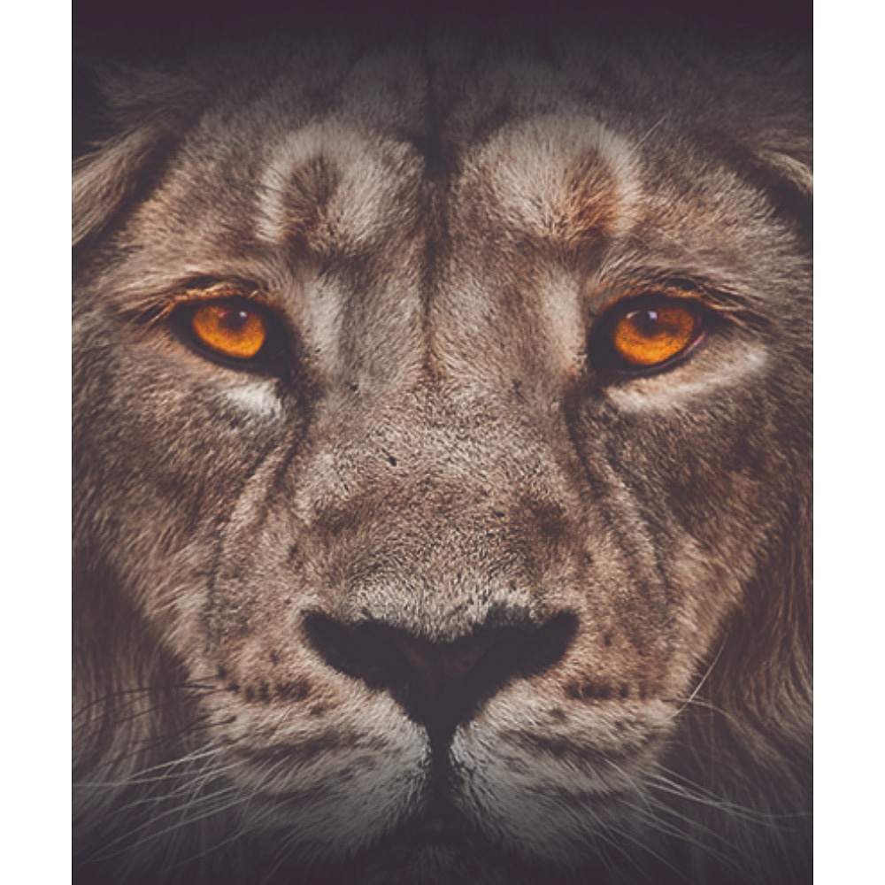 Тетрадь "Кто это?", А5, 48 листов, клетка, ассорти - 12