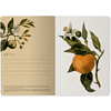 Тетрадь "Flora. Paradise. Oranges", A5, 40 листов, клетка, софт, зеленый, оранжевый - 5