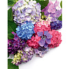 Книга "Гортензии. Прекрасные цветы для дома и сада", Наоми Слэйд - 7