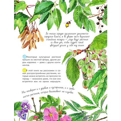 Книга "Растения в городе", Ирина Пескова - 8