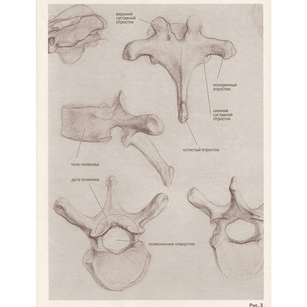 Книга "Анатомия для художников. Учебное пособие", Наталия Дудиева - 4