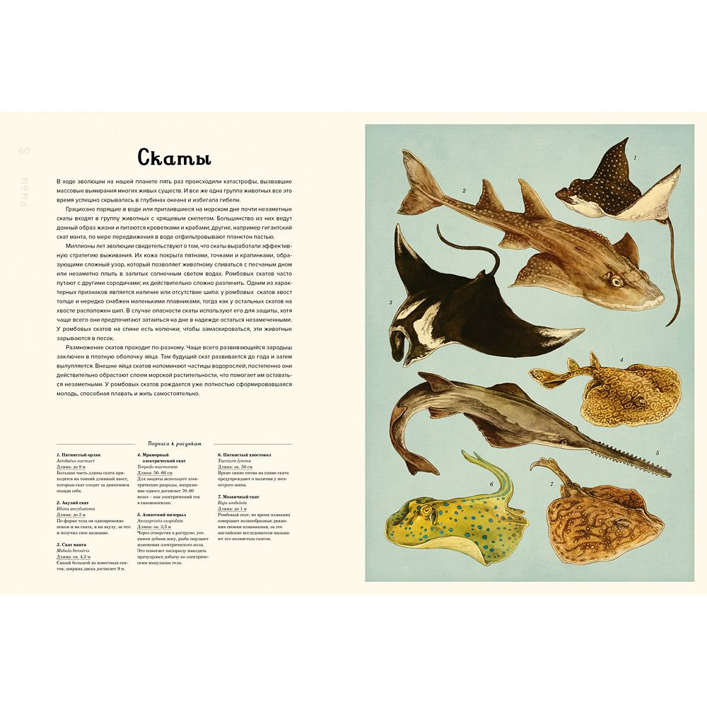Книга "Океанариум. Иллюстрированная энциклопедия", Триник Л. - 6