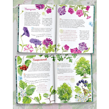 Книга "Растения в городе", Ирина Пескова