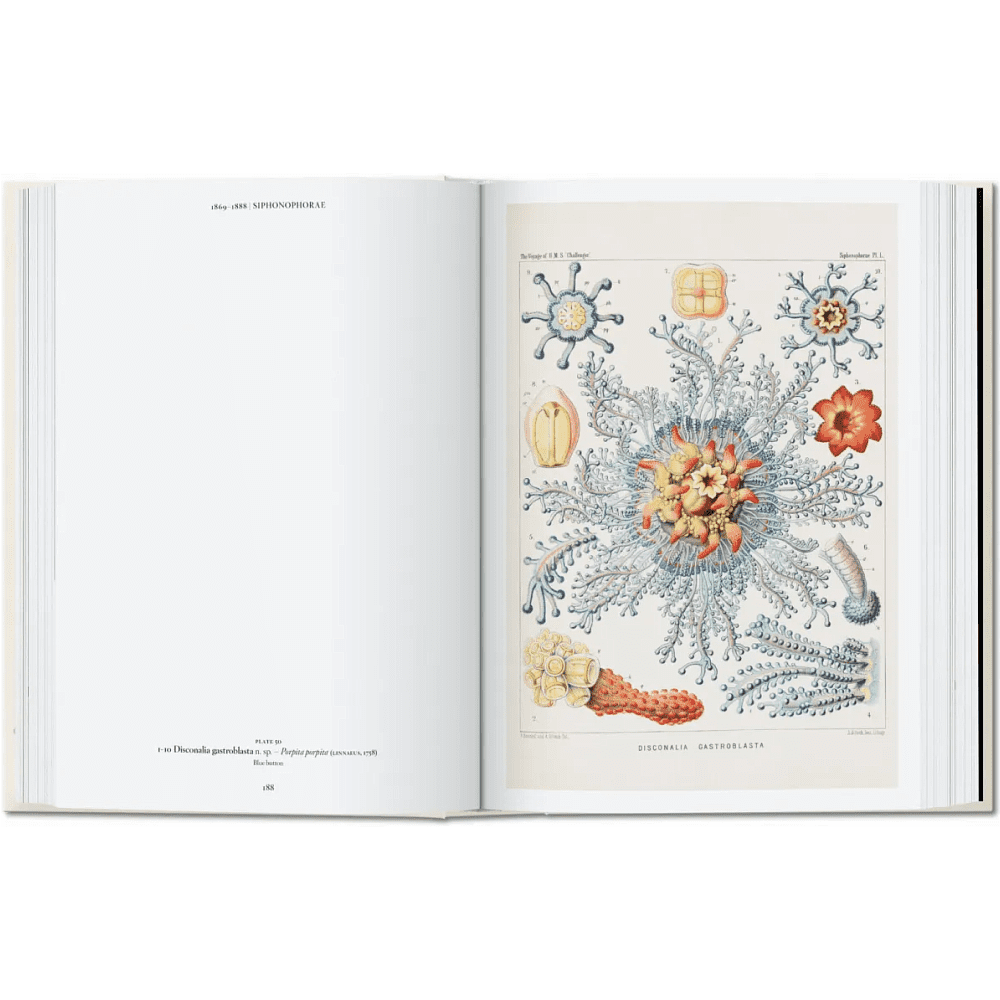 Книга на английском языке "The Art and Science of Ernst Haeckel", Rainer Willmann - 6