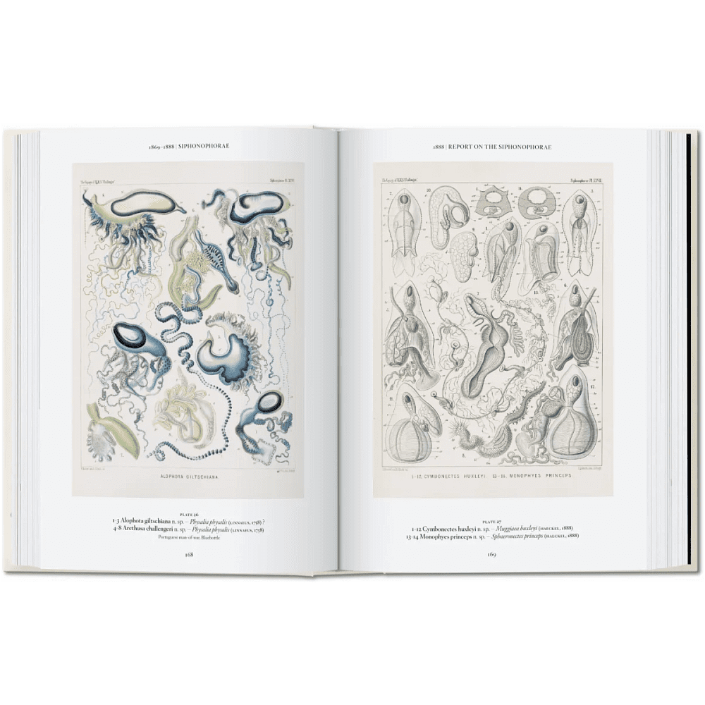 Книга на английском языке "The Art and Science of Ernst Haeckel", Rainer Willmann - 5