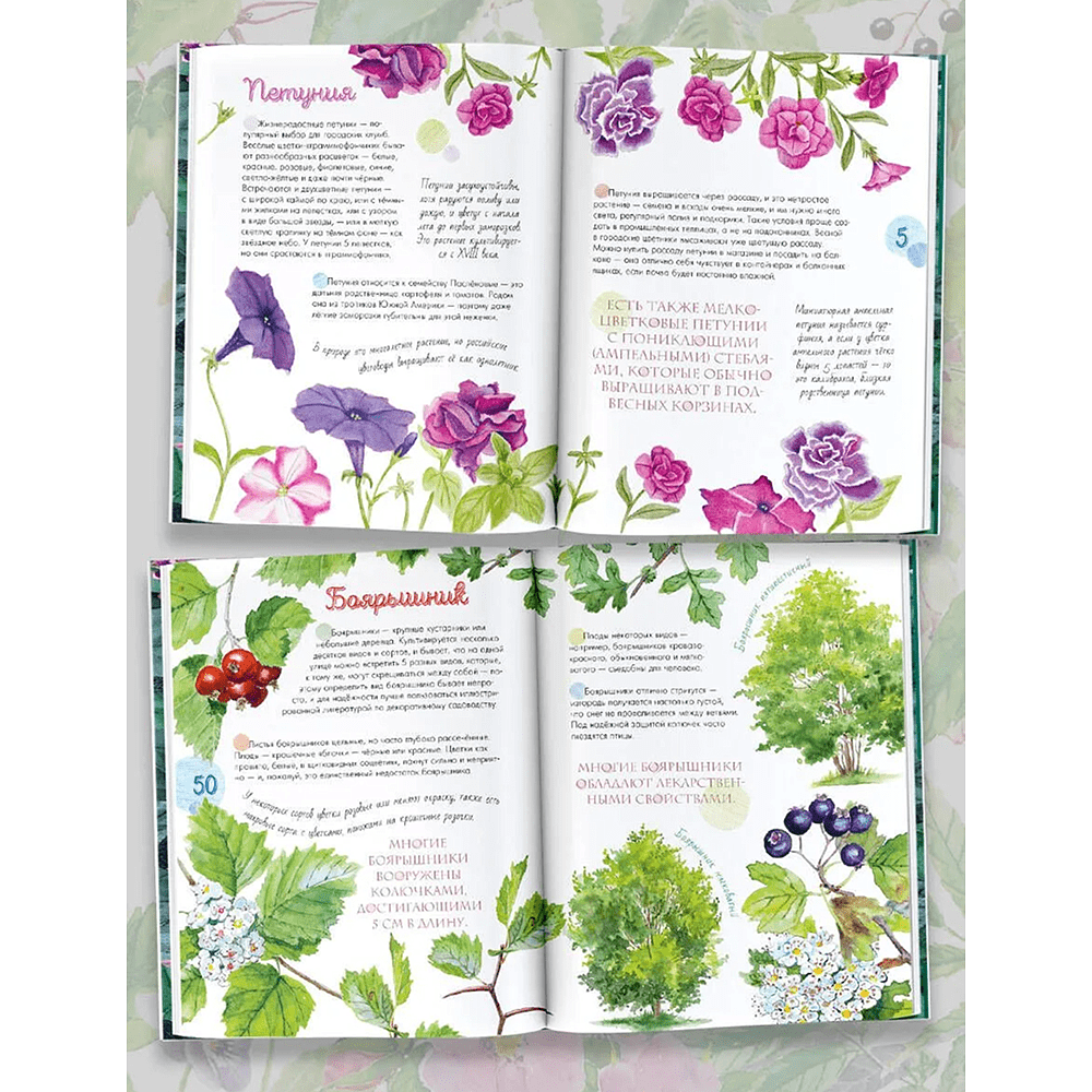 Книга "Растения в городе", Ирина Пескова - 2