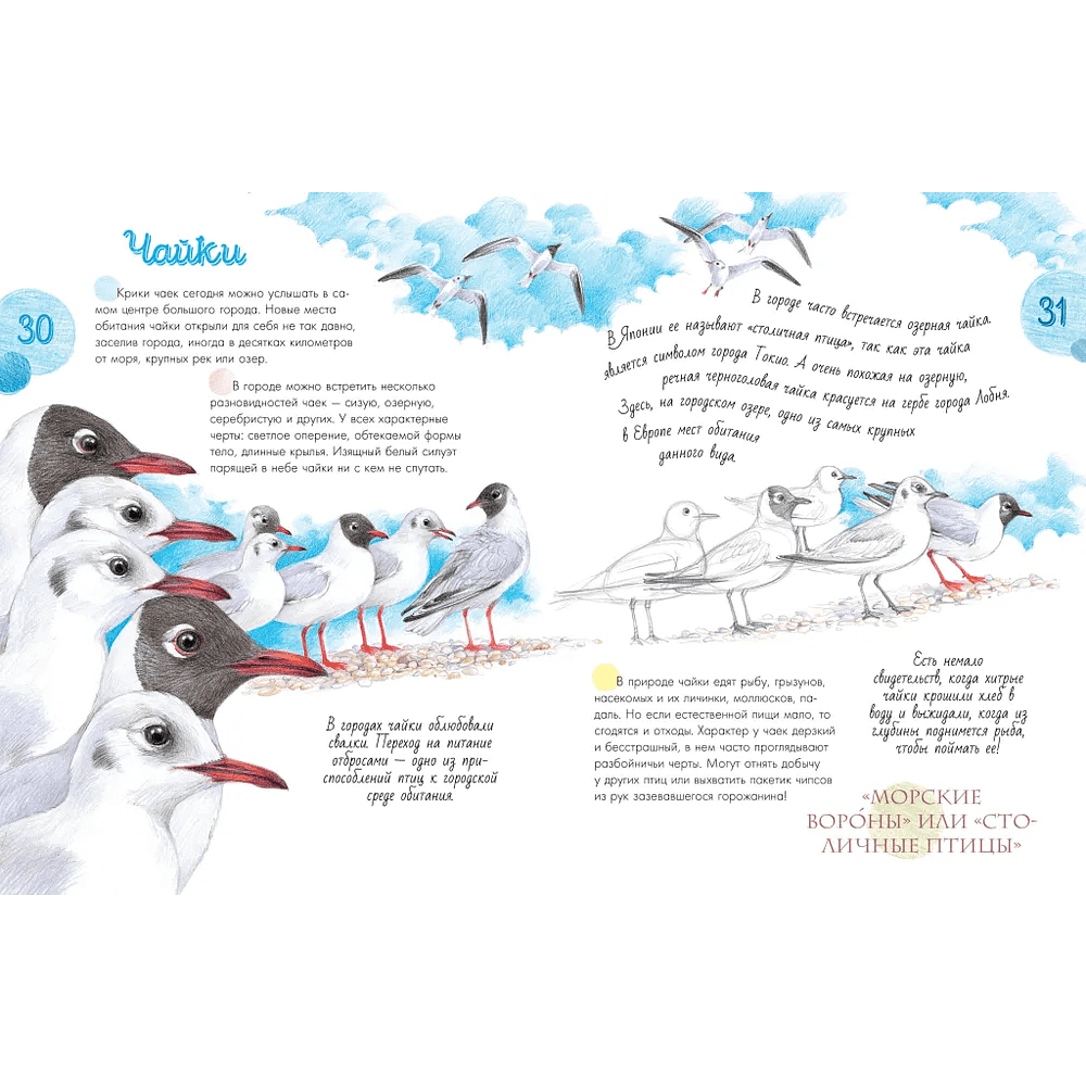 Книга "Птицы в городе. 25 историй в фактах и рисунках", Наталья Габеева - 3