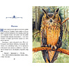 Книга "Книги для внеклассного чтения. Рассказы о зверятах (ил. В. и М. Белоусовых)" - 5