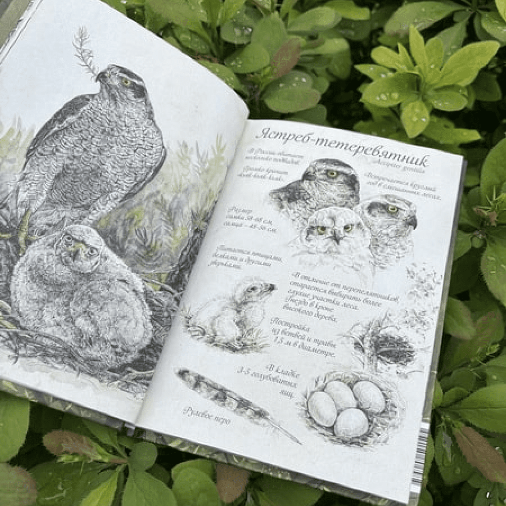 Книга "Птицы леса. Артбук", Geo Saiko, AquarelleWolf - 8