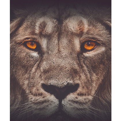 Тетрадь "Кто это?", А5, 48 листов, клетка, ассорти - 12