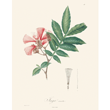 Книга на английском языке "Alexander von Humboldt: 22 Pull-Out Posters"