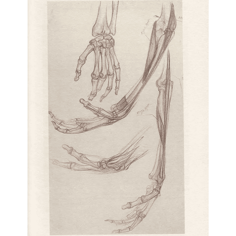 Книга "Анатомия для художников. Учебное пособие", Наталия Дудиева - 5