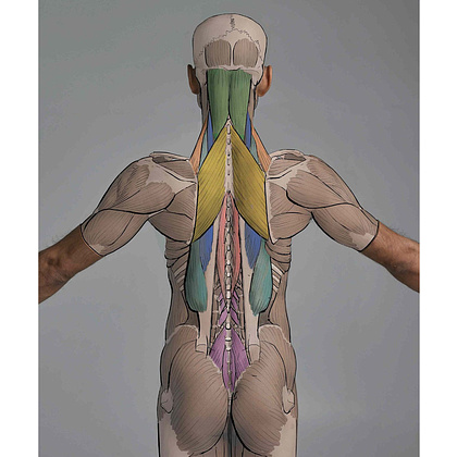 Книга "Фигура человека для художника. Большая книга анатомии, референсов и художественных поз" - 3