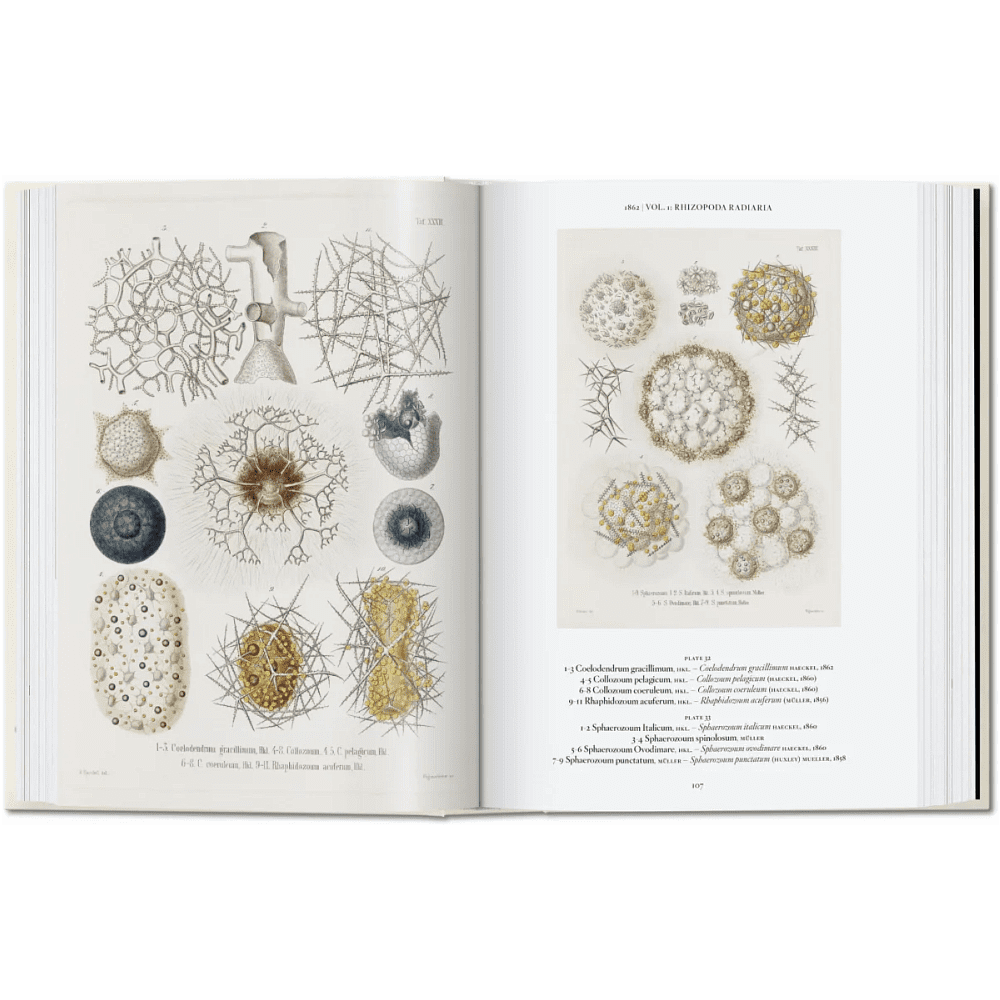 Книга на английском языке "The Art and Science of Ernst Haeckel", Rainer Willmann - 2