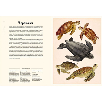 Книга "Океанариум. Иллюстрированная энциклопедия", Триник Л. - 10