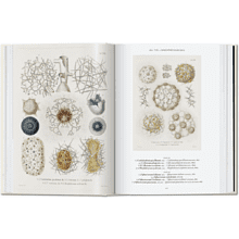 Книга на английском языке "The Art and Science of Ernst Haeckel", Rainer Willmann