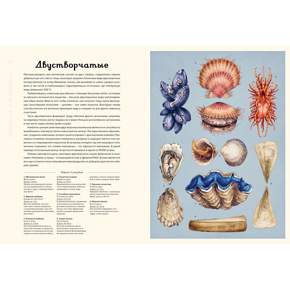 Книга "Океанариум. Иллюстрированная энциклопедия", Триник Л. - 5