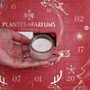 Адвент-календарь "PLANTES&PARFUMS", 24 ароматические свечи - 4