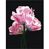 Картина по номерам "Розовые цветы" - 2