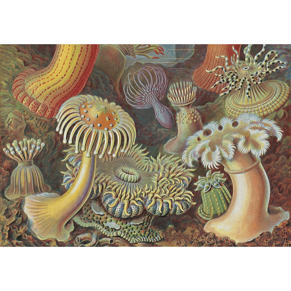 Книга на английском языке "The Art and Science of Ernst Haeckel", Rainer Willmann - 9