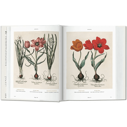 Книга на английском языке  "Florilegium. The Book of Plants. Garden at Eichstatt"  - 4
