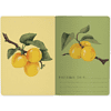 Тетрадь "Flora. Paradise. Абрикосы", A5, 40 листов, клетка, белый, желтый - 3
