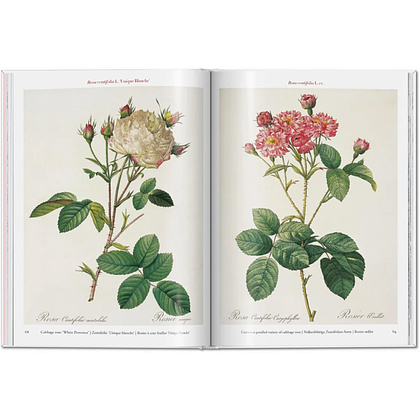Книга на английском языке "Roses", Redoute Pierre-Joseph - 3