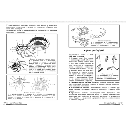 Книга "Биология. Прокачай свой уровень на максимум (аниме)", Оксана Мазур - 9
