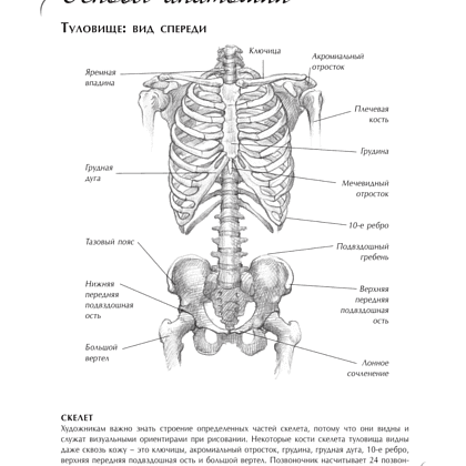 Книга "Анатомия для художников. Экспресс-курс + скетчбук", Walter Foster - 5
