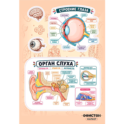 Стикерпак NALEPKING "Анатомия", А6, 12 листов, 53 шт - 5
