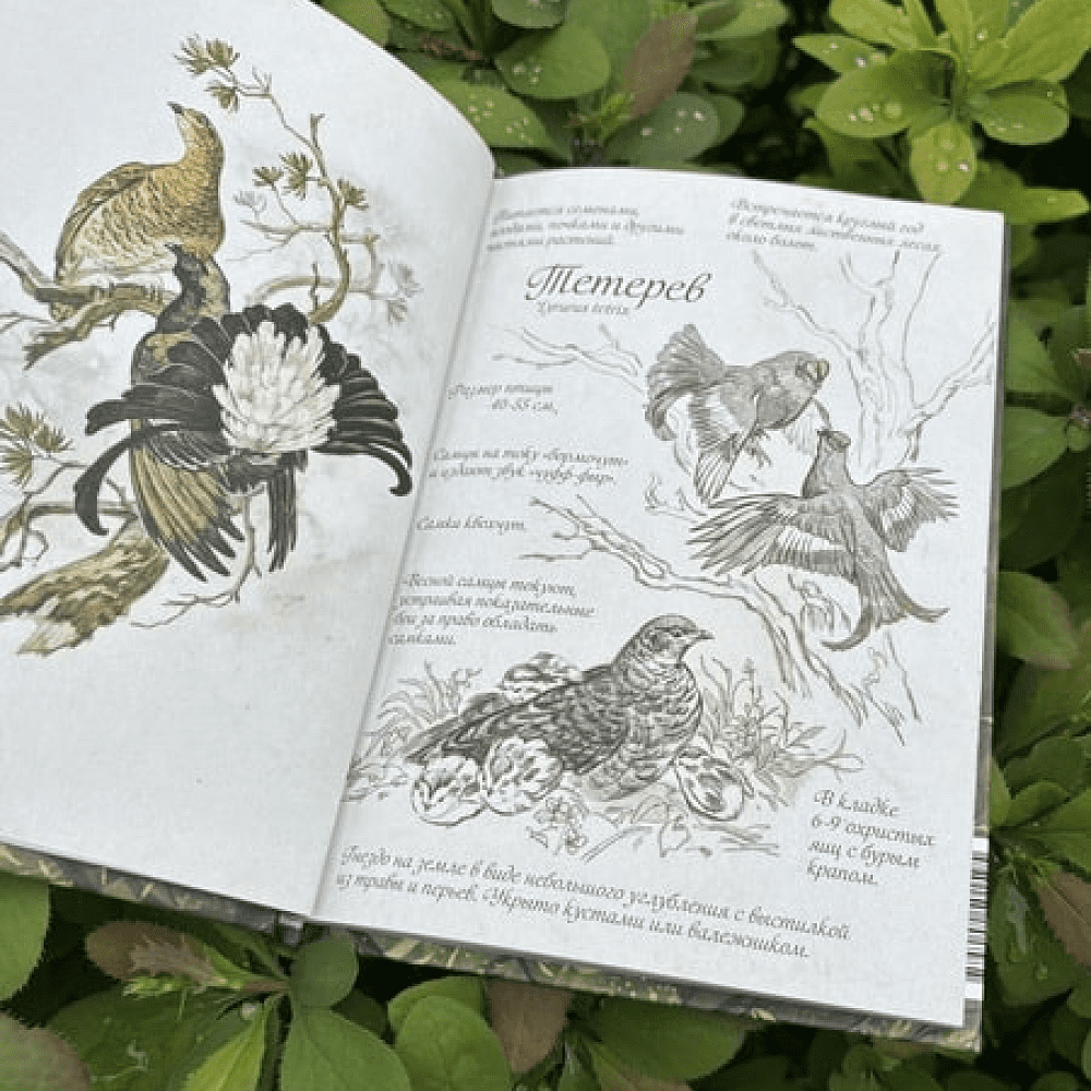Книга "Птицы леса. Артбук", Geo Saiko, AquarelleWolf - 7