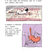 Книга "Кот Пончик. Мохнатое семейство", Бадель Р. - 5