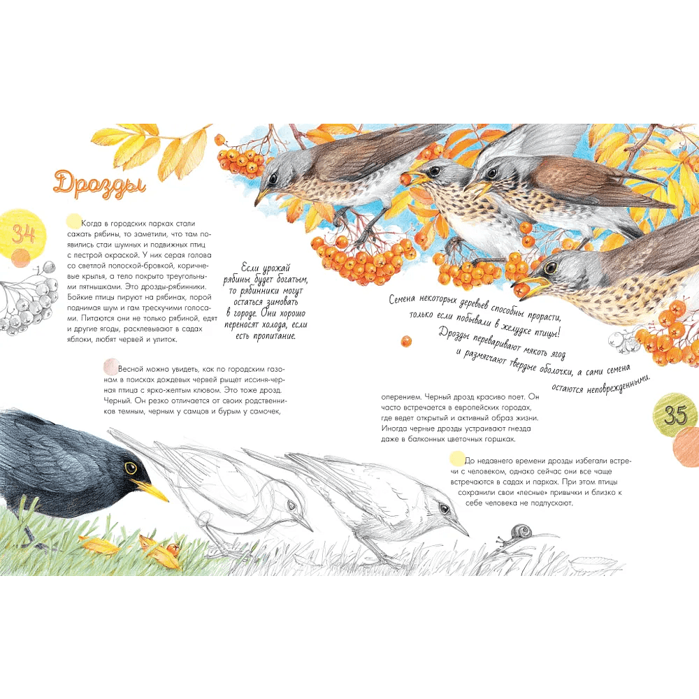 Книга "Птицы в городе. 25 историй в фактах и рисунках", Наталья Габеева - 5