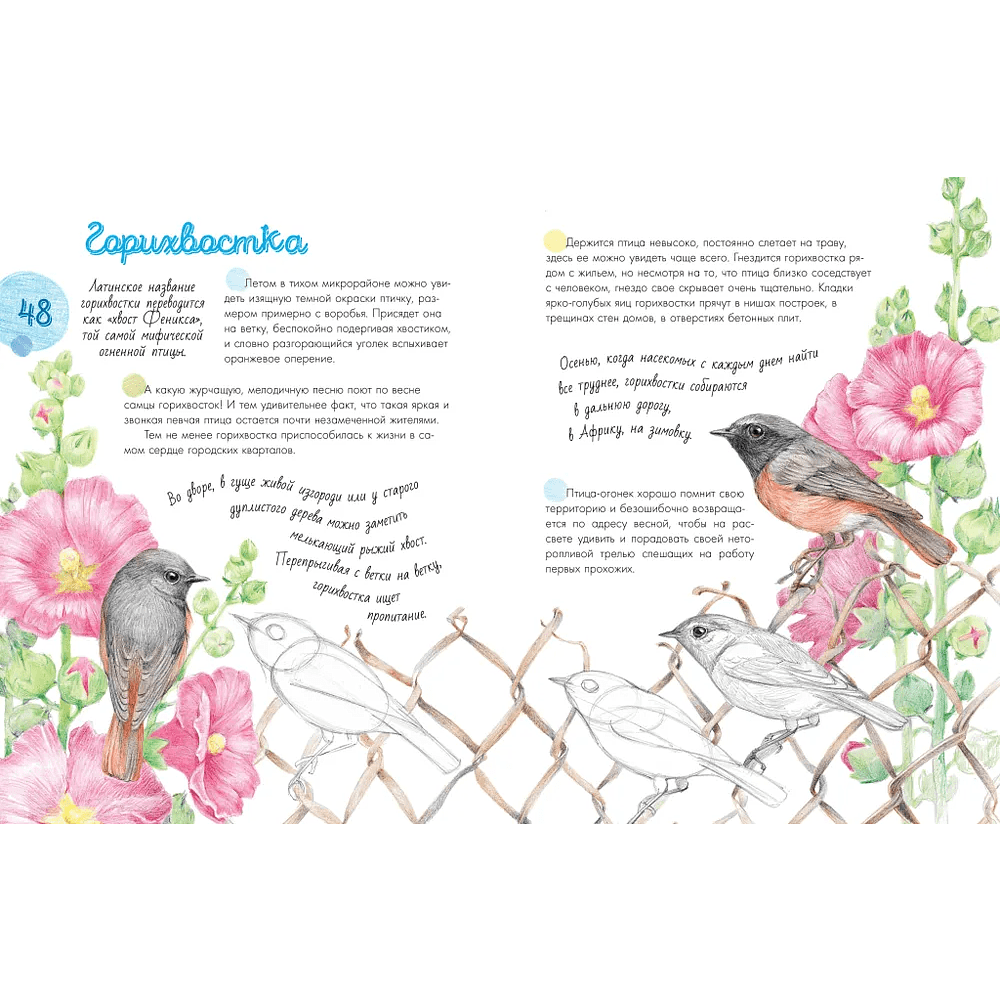 Книга "Птицы в городе. 25 историй в фактах и рисунках", Наталья Габеева - 4