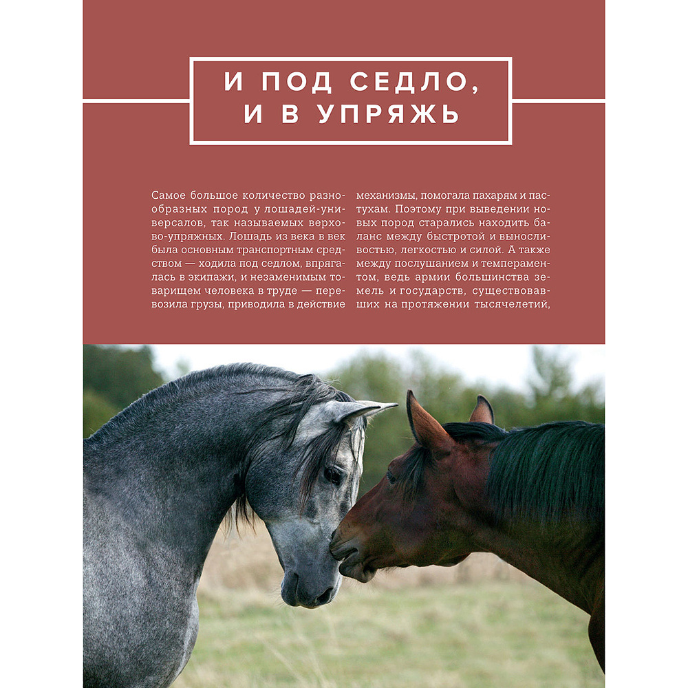 Книга "Лошади. Иллюстрированный гид по самым популярным породам", Людмила Семенова - 11