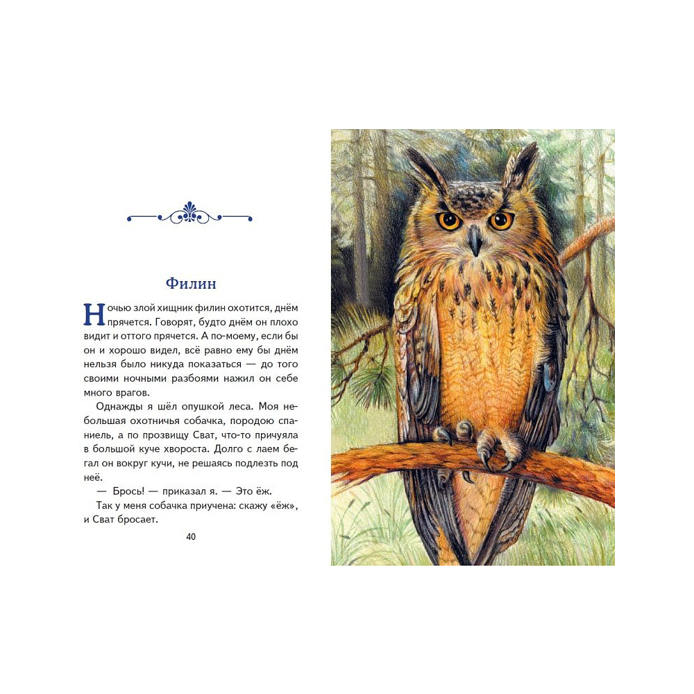 Книга "Книги для внеклассного чтения. Рассказы о зверятах (ил. В. и М. Белоусовых)" - 5