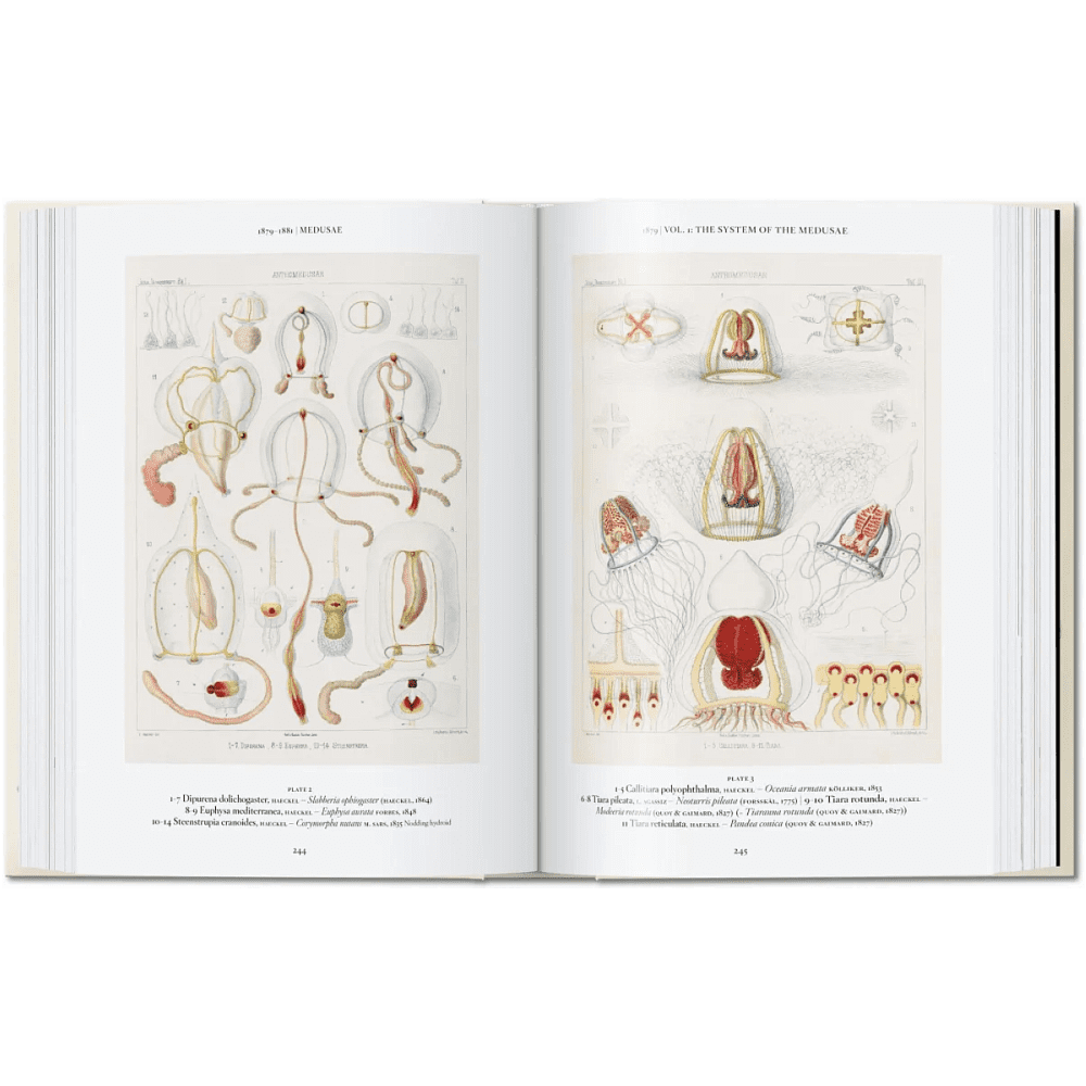 Книга на английском языке "The Art and Science of Ernst Haeckel", Rainer Willmann - 3