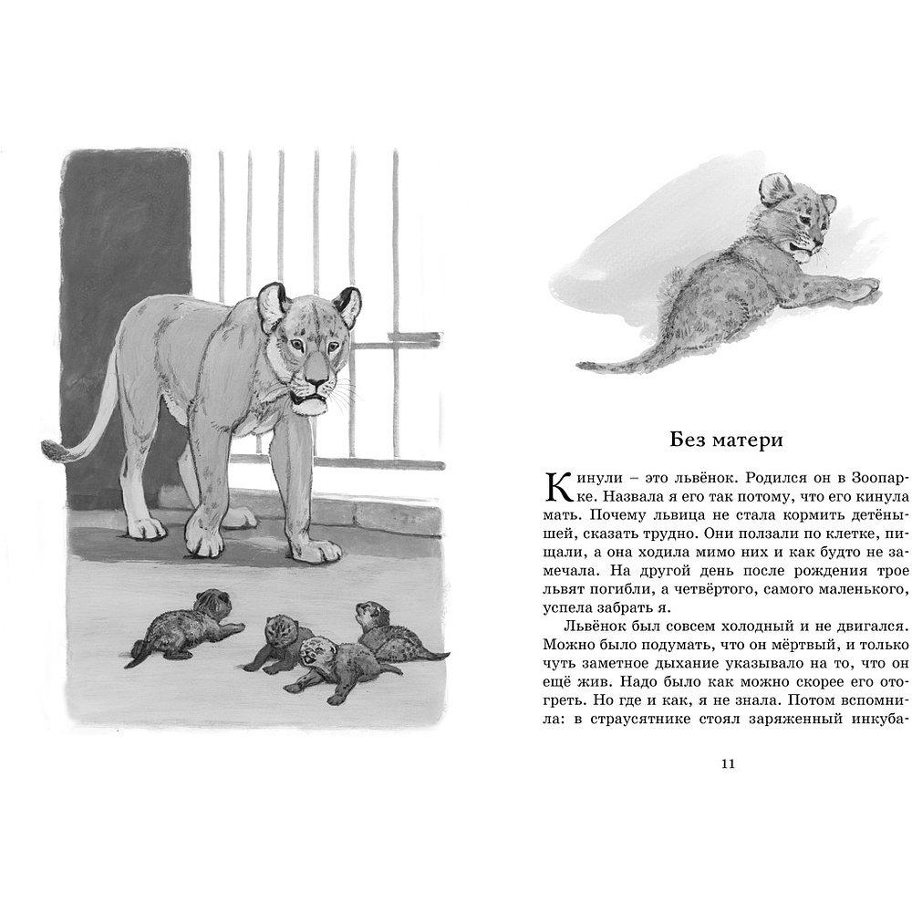 Книга "ЧЛУ. Фомка - белый медвежонок", Вера Чаплина - 4