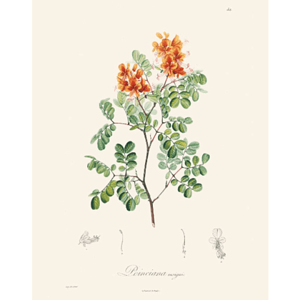 Книга на английском языке "Alexander von Humboldt: 22 Pull-Out Posters" - 3