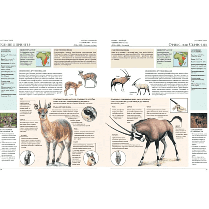 Книга "Животные мира. Моя большая энциклопедия" - 4