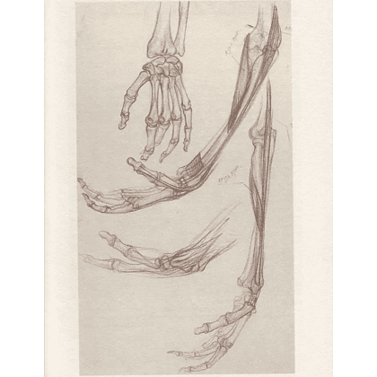 Книга "Анатомия для художников. Учебное пособие", Наталия Дудиева - 5