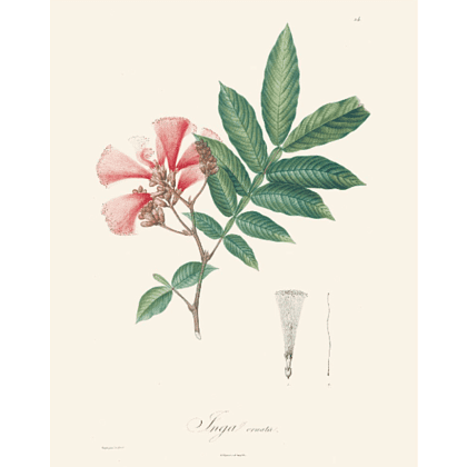 Книга на английском языке "Alexander von Humboldt: 22 Pull-Out Posters" - 2