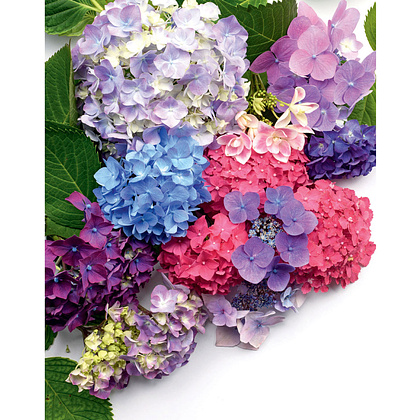 Книга "Гортензии. Прекрасные цветы для дома и сада", Наоми Слэйд - 7