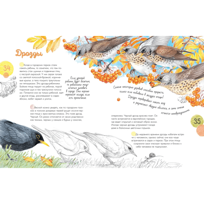 Книга "Птицы в городе. 25 историй в фактах и рисунках", Наталья Габеева - 5