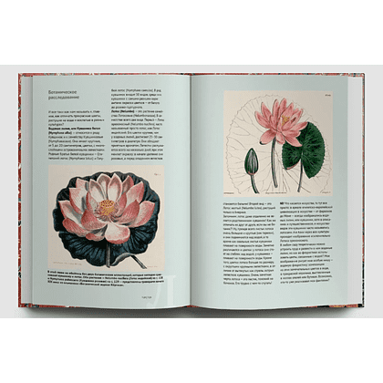Книга  "Искусство и флора. От Аканта до Яблони", Ольга Козлова, Светлана Шехтер - 8