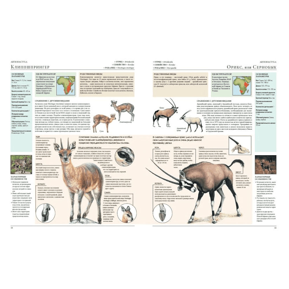 Книга "Животные мира. Моя большая энциклопедия" - 4