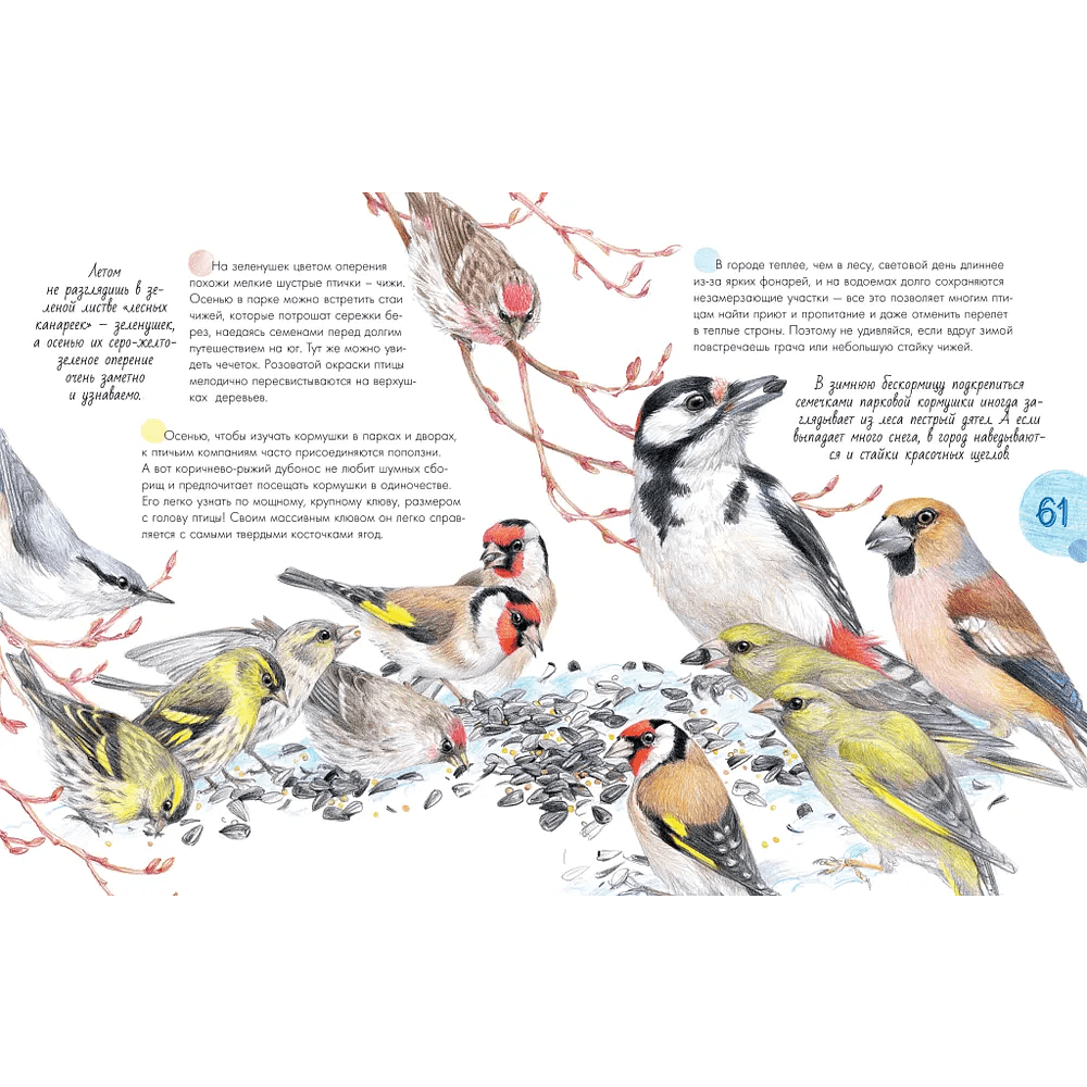 Книга "Птицы в городе. 25 историй в фактах и рисунках", Наталья Габеева - 6